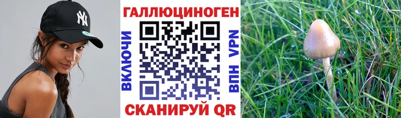 купить закладку  Симферополь  Галлюциногенные грибы Psilocybine cubensis 